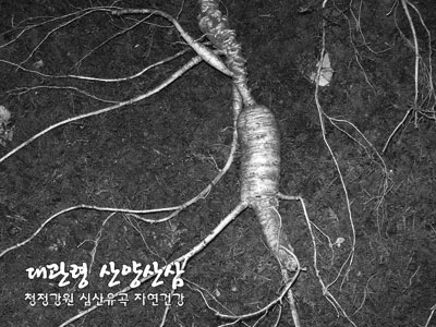 대관령산양산삼